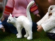 1/12 scale dollshouse miniature black or white cat